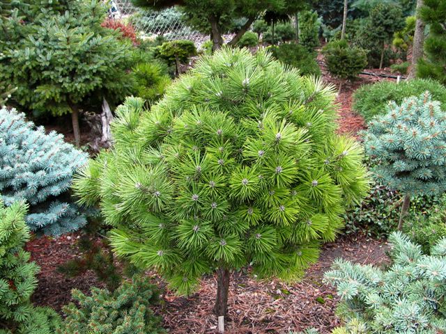 Резултат с изображение за Pinus nigra "Gaelle Bregeon"