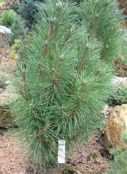 Schwarzkiefer Rondello Pinus nigra Rondello 