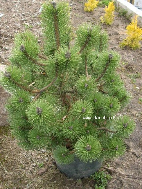 Pinus nigra Marie Bregeon Zwerg-Schwarzkiefer Marie Bregeon 25-30