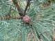 Pinus nigra Prabuty 2