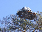 WB on pinus sylvestris (Moscow)
Фото Дмитрия Крат