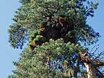 WB on pinus sylvestris (Caucasus)
Фото Константина Коржавина