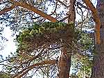 WB on pinus sylvestris (Karelia)
Фото Константина Коржавина