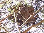 WB on pinus sylvestris (Caucasus)
Фото Константина Коржавина