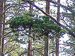 WB on pinus sylvestris (Karelia)
Фото Константина Коржавина