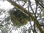 WB on pinus sylvestris (Karelia)
Фото Константина Коржавина