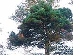 WB on pinus sylvestris (Karelia)
Фото Константина Коржавина