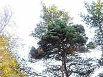 WB on pinus sylvestris (Karelia)
Фото Константина Коржавина