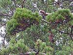 WB on pinus sylvestris (Karelia)
Фото Константина Коржавина