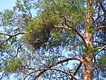 WB on pinus sylvestris (Vologda region)
Фото Константина Коржавина