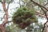 Pinus sylvestris PIWKO nr 4a