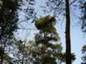 Pinus sylvestris Slotwiny 4 (Lewandowski)