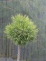 Pinus sylvestris akowice HB 2