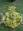 Abies koreana Aurea Sktas           