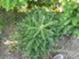 Abies koreana C