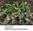 Juniperus sabina Tamariscifolia biaopstra (Jan Widaj)      