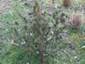 Picea pungens Bizarna