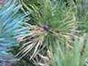 Pinus mugo Flaming