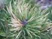 Pinus mugo Flaming 2