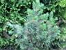 Pinus sylvestris Jaworzno B  HB (Tomszak)      