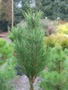 Pinus sylvestris Fastigiata Lewandowski (siewka)