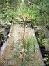 Pinus sylvestris Mtkw Bagno HB           