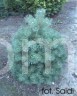 Pinus sylvestris Saidi (siewka)          