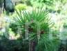 Pinus sylvestris wierczyniec P         