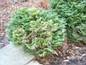 Thuja occidentalis Hoseri 2            