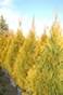 Thuja occidentalis Janed Gold (Kubik)