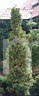 Thuja occidentalis Smaragd Variegata W          