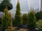 Thuja occidentalis Smaragd Zoty