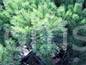 Pinus sylvestris Dbrowa L            