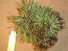 Pinus sylvestris 23 M2 121207 Makow (Lewandowski)