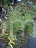 Pinus sylvestris Mtkw 2           