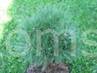 Pinus sylvestris Studzienice I 2            