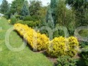 Taxus baccata Biaogard (Cetnarowski)        