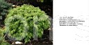 Thuja occidentalis Hair            