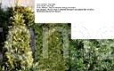 Thuja occidentalis Smargd Alexandra    