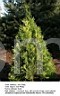 Thuja occidentalis Smaragd JW2             