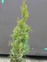 Thuja occidentalis Smaragd Lewandowski