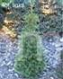 Thuja occidentalis Mini Smaragd (Saidi)          