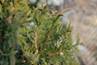 Thuja occidentalis Waxen D