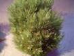 Pinus sylvestris 33 M2040108  Galkow Lewandowski