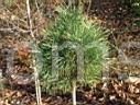 Pinus sylvestris Pelnik HB 2001             