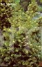 Taxus baccata Aurea Nova (Wrblewski)       