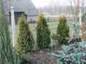 Thuja occidentalis Grayna