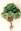 Picea abies Guty      