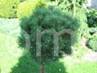 Pinus sylvestris Wyry III HB            