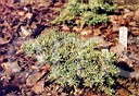 Abies concolor Cernosice          